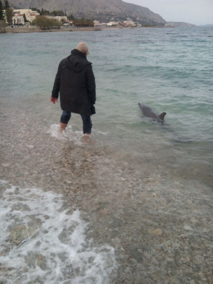 Χίος: Σώσανε ένα μικρό δελφίνι που είχε εγκλωβιστεί στα ρηχά (Video)