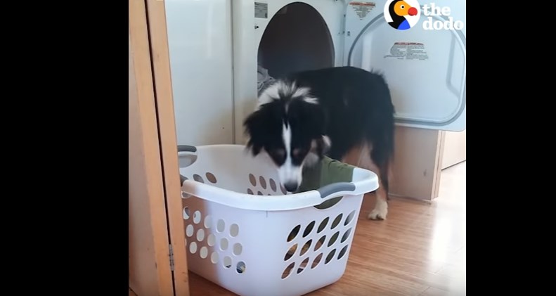 Το δικό σας σκυλί βάζει πλυντήριο; (Video)