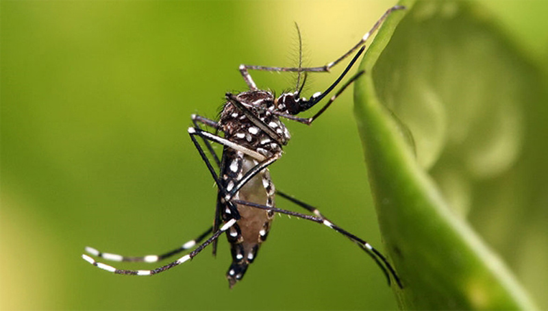 Τα κουνούπια «σκοτώνουν» τα Βαλκάνια
