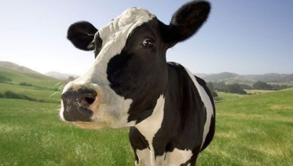 Η Τουρκία έστειλε «πακέτο» στην Ολλανδία… 40 αγελάδες!