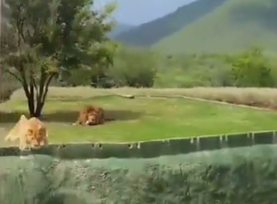 Η Έλσα τρόμαξε τους επισκέπτες (Video)