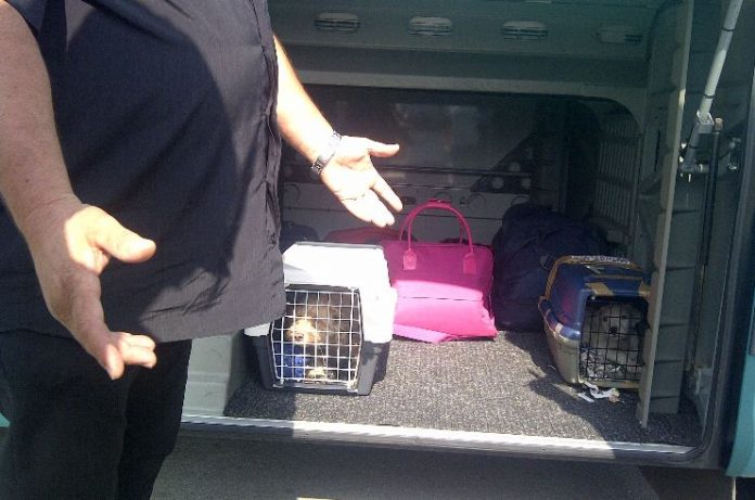 Χανιά: Οδηγός των ΚΤΕΛ τραμπούκισε επιβάτες που μετέφεραν σκυλιά