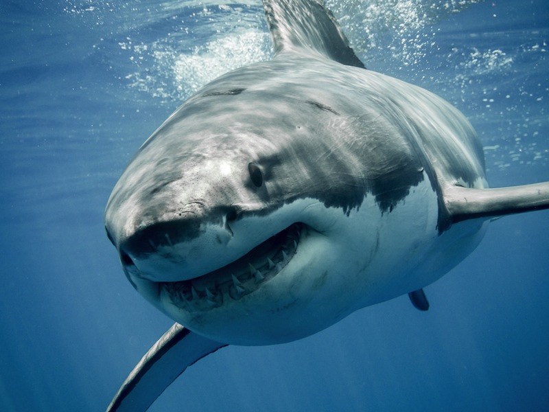 «Χάνονται» οι μπακαλιάροι και οι καρχαρίες