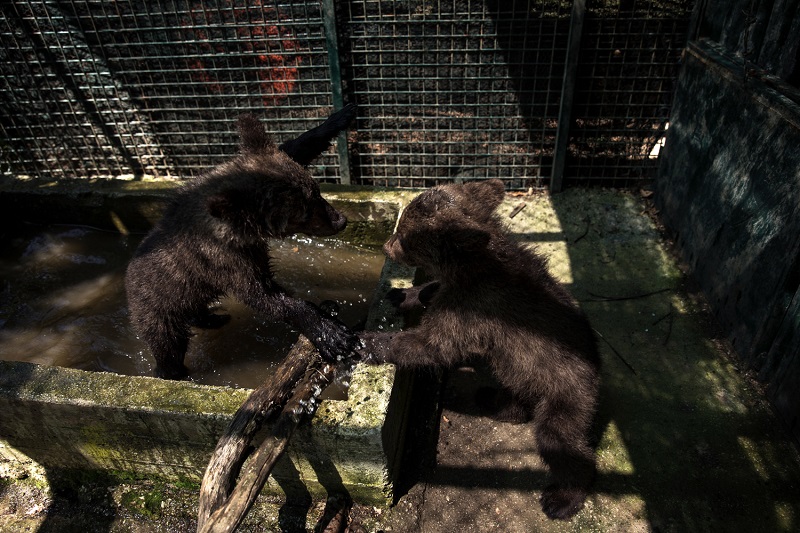 Δύο ορφανά αρκουδάκια υιοθέτησε ο «Αρκτούρος» (Photos)