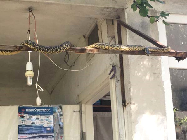 Τουρκία: Τα φίδια… πήραν τους δρόμους εξαιτίας του σεισμού (Photos)