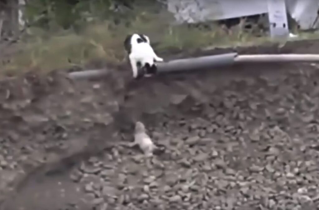 Γάτα σώζει κουτάβι! (Video)