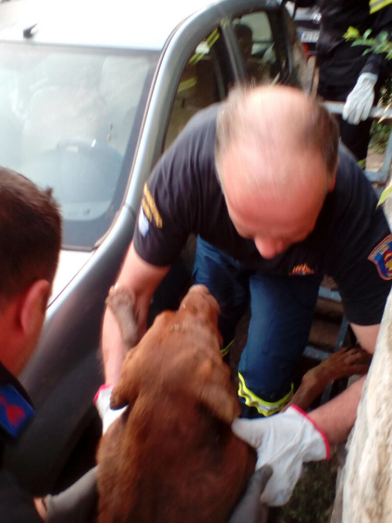 Λαμία: Πυροσβέστες έσωσαν σκύλο που έπεσε σε φρεάτιο (Photo)