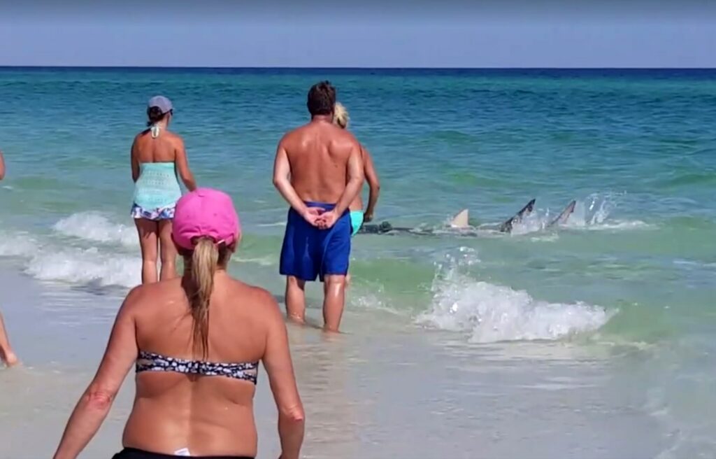Φλόριντα: Οι καρχαρίες βγήκαν στα ρηχά! (Video)