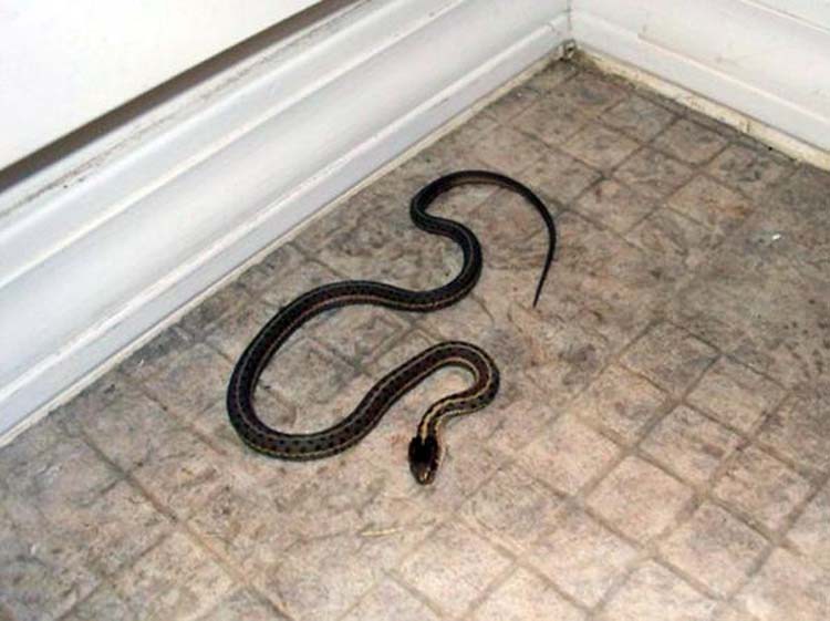 Φίδι εισέβαλε σε σπίτι στη Λάρισα