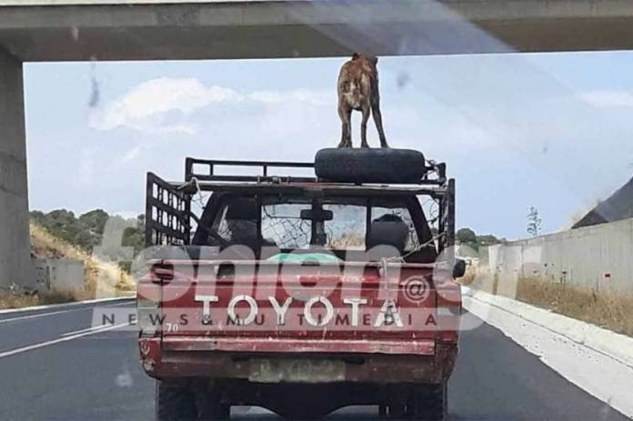 Να χαιρόμαστε τον «φιλόζωο» – Έβαλε το σκυλί πάνω στο αυτοκίνητο και βγήκε στην εθνική… (Photos)