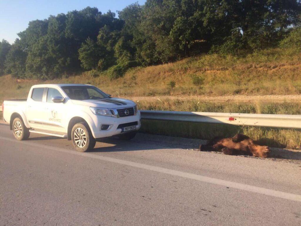 Ακόμα μια αρκούδα νεκρή σε τροχαίο