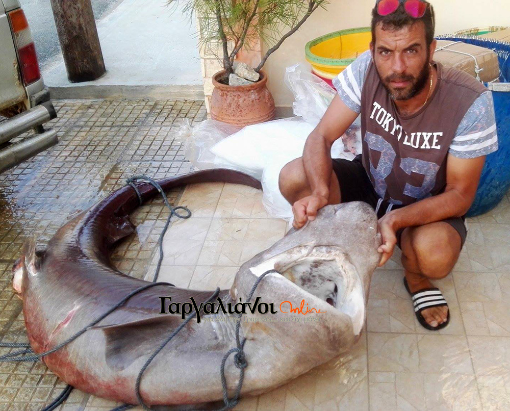 Μια ψαριά… διαφορετική από τις άλλες – Έπιασαν καρχαρία 180 κιλών! (Photos)