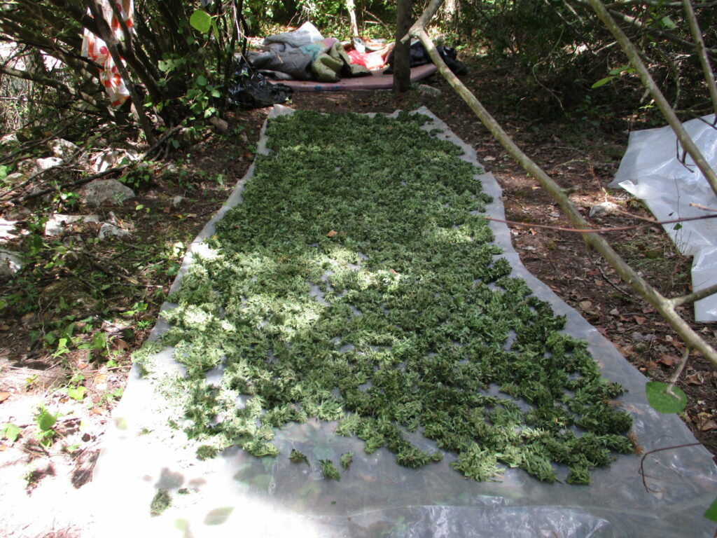 Κρήτη: «Χασισόδασος» με 442 δενδρύλλια ύψους 1,5 μέτρου στον Μυλοπόταμο (Photos)