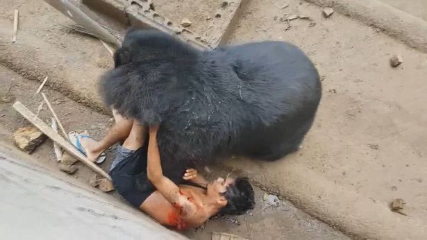 Ταϊλάνδη: Προκαλούσε την αρκούδα και εκείνη τον έσυρε στο κλουβί της (Photos + Video)