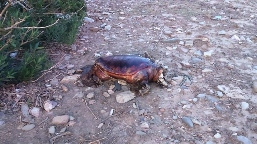 Υπάνθρωποι στην Κρήτη βασάνισαν και σκότωσαν θαλάσσια χελώνα (ΠΡΟΣΟΧΗ ΣΚΛΗΡΕΣ PHOTO)