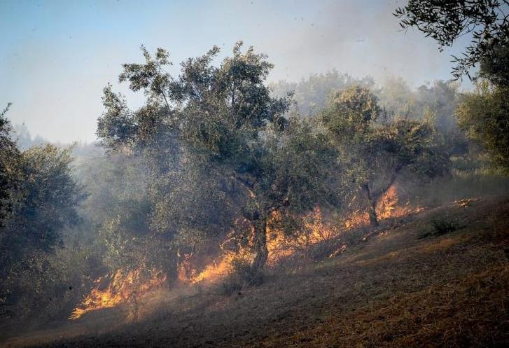 Ρέθυμνο: Πυρκαγιά σε δασική έκταση