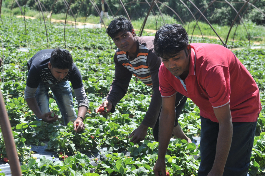 «Σημαντική η εκμετάλλευση των μεταναστών στις εποχικές αγροτικές εργασίες», σύμφωνα με έρευνα