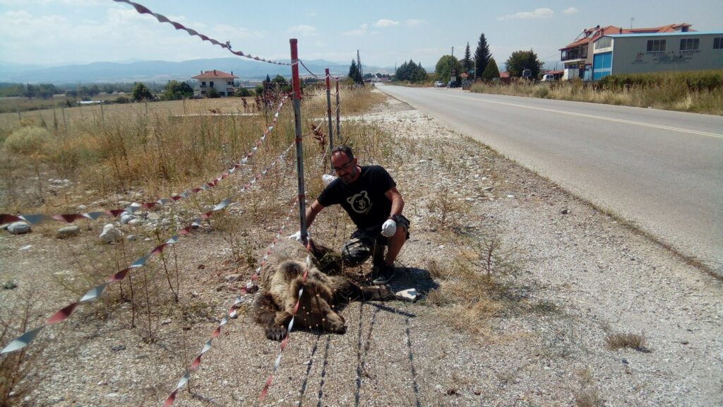 Ακόμα μία αρκούδα νεκρή μετά από τροχαίο