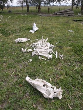 Φρικτές εικόνες σε ζωολογικό κήπο στην Πάτρα – Ζώα αφήνονται δεμένα να πεθάνουν και αποσυντίθενται (Photos)