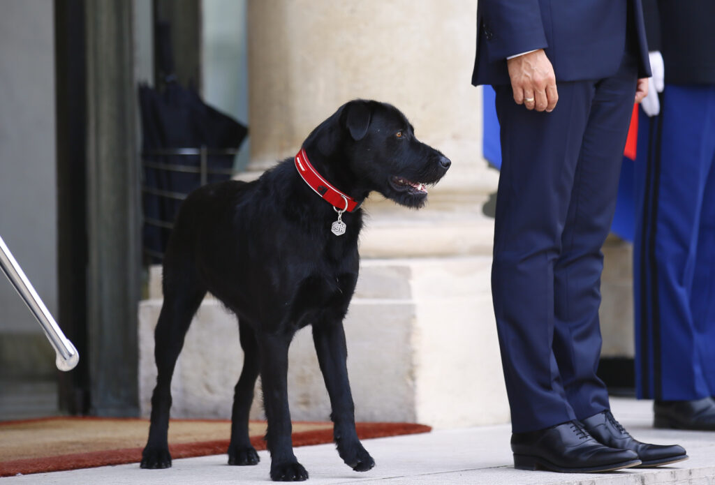 Το νέο απόκτημα του Γάλλου προέδρου: Δείτε τον Νέμο! (Photos + Video)