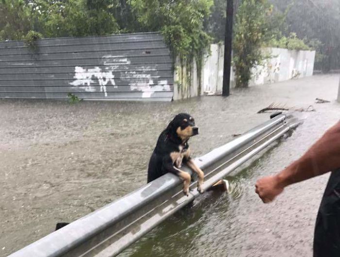 Χιούστον – Πλημμύρες: Έκκληση για διάσωση ζώων (Photos + Video)