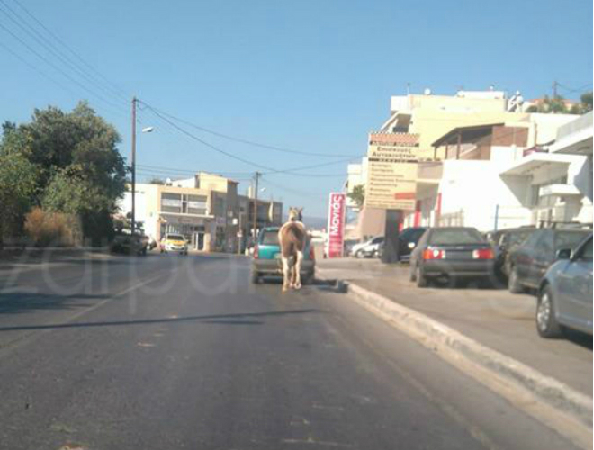 Χανιά: Έσερνε το άλογο με το αυτοκίνητο του