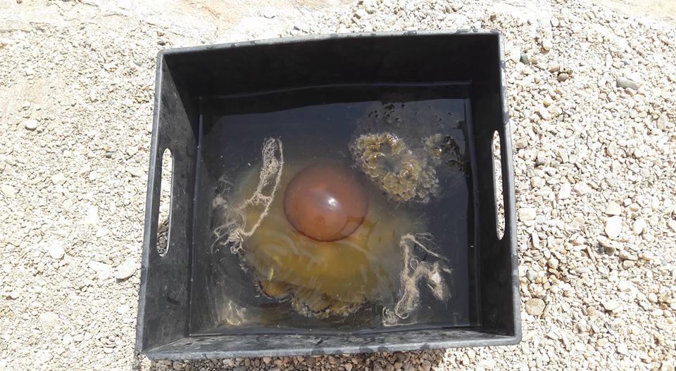 Μέδουσες… «αυγά μάτια» εμφανίστηκαν στην Κρήτη (Photo)