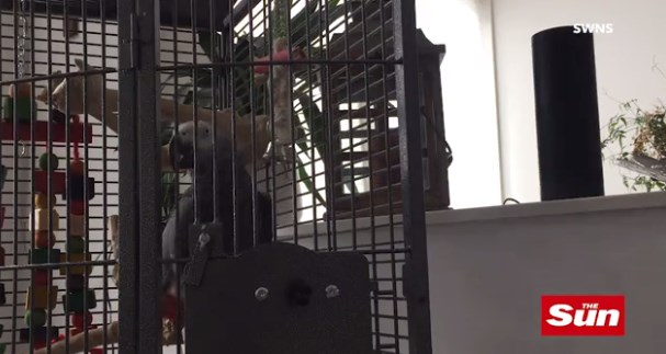 Ο απίστευτος παπαγάλος που παραγγέλνει από την Amazon! (Video)