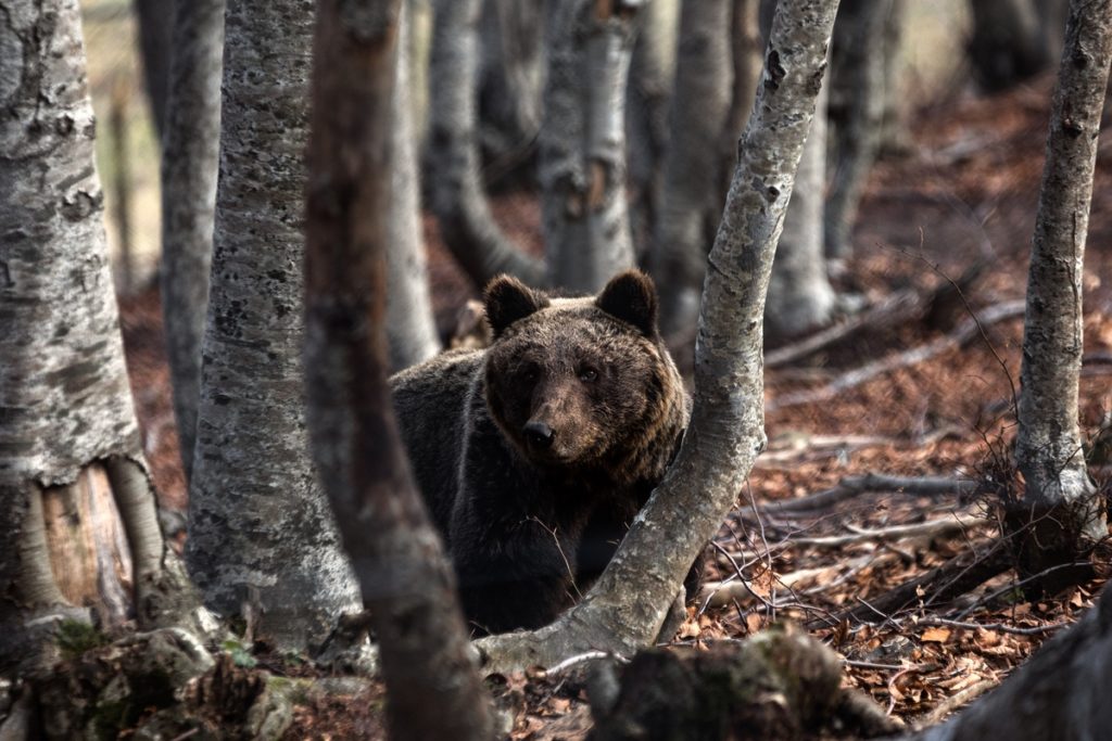 Παγίδα θανάτου για τις αρκούδες το «Κλειδί» Αμυνταίου