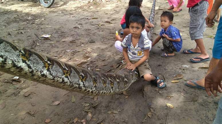 Μυθική μάχη με φίδι 7 μέτρων! (Photos)