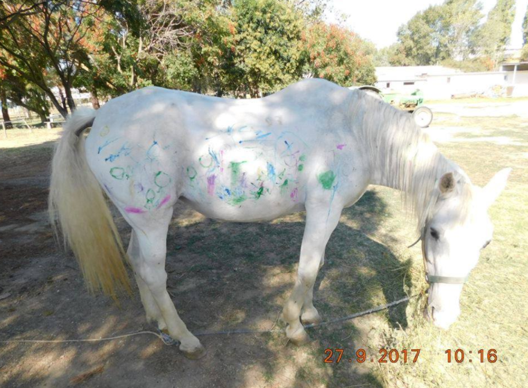 Θεσσαλονίκη: Έβαλαν παιδάκια να ζωγραφίσουν… άλογο! (Photo)