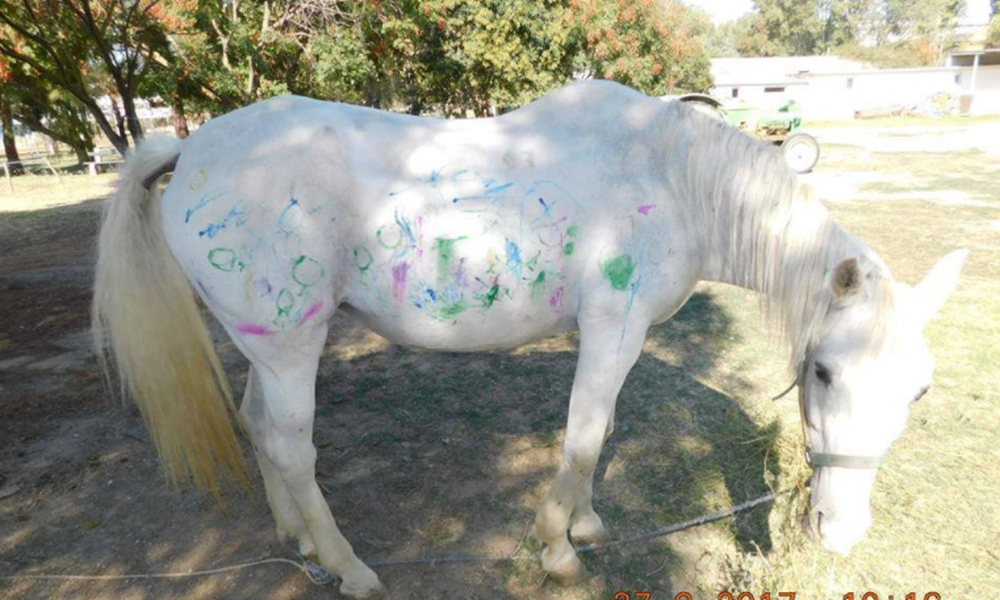 Μηνύσεις κατά παιδικού σταθμού και Ιππικού Ομίλου για τη ζωγραφική πάνω σε ένα λευκό άλογο