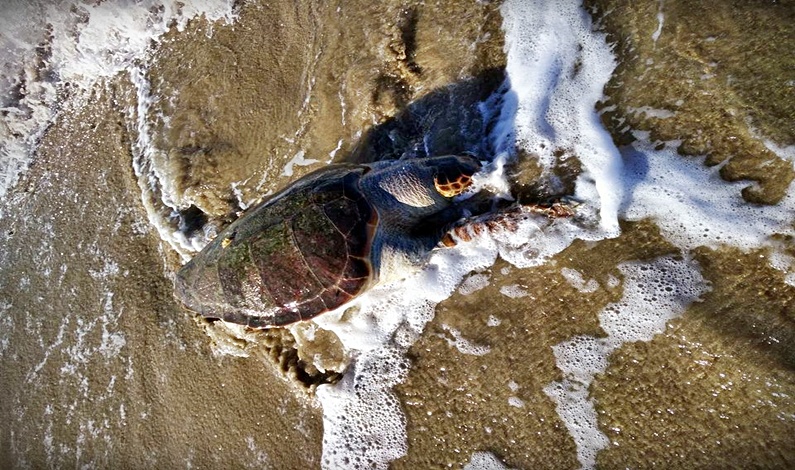 Ζάκυνθος: Νεκρή caretta-caretta βρέθηκε στην παραλία του Τσιλιβί (Photos)