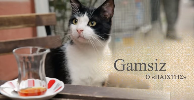 Οι γάτες της Κωνσταντινούπολης – Μια ταινία για επτά μοναδικά γατιά (Video)