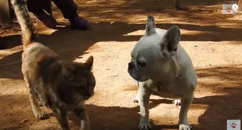 H απίθανη αδέσποτη γατούλα που διασκεδάζει σε πάρκο σκυλιών (Video)