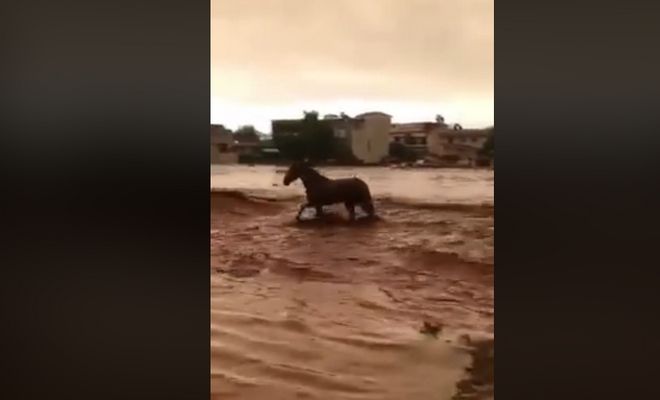 Άλογο παλεύει και σώζεται από τα ορμητικά νερά στη Μάνδρα (Video)