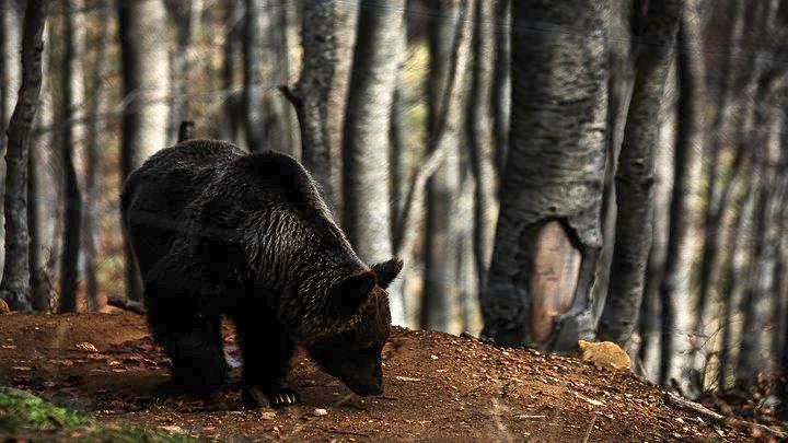 Αρκούδα εντοπίστηκε νεκρή στο Βροντερό Φλώρινας