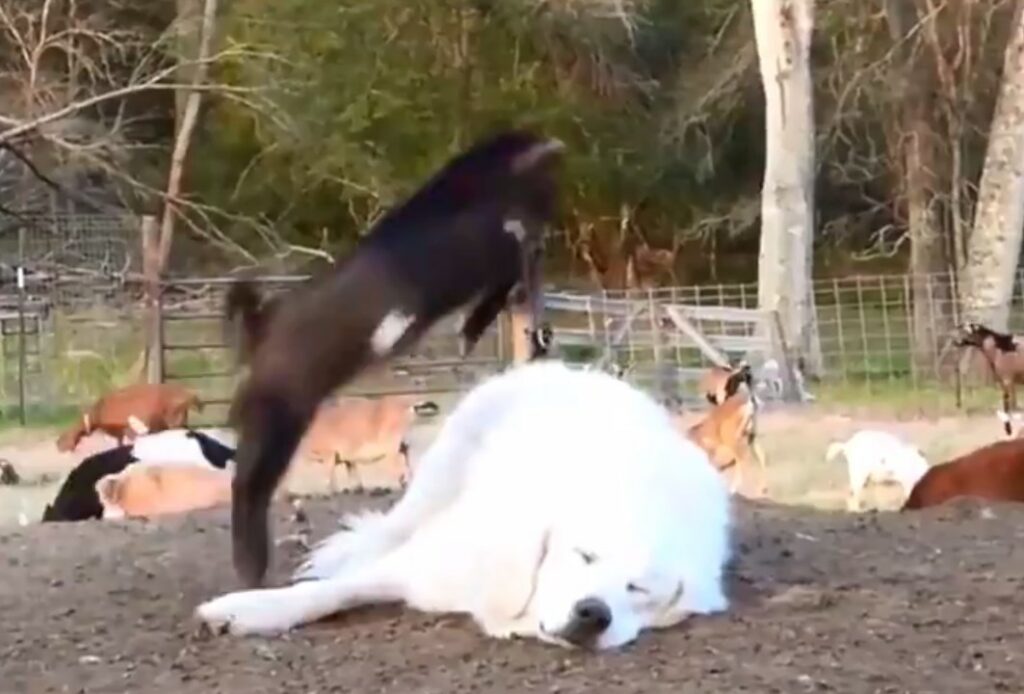 Δεν ξυπνάει με τίποτα – Το απίστευτο τσοπανόσκυλο που κοιμάται ενώ τα κατσίκια πηδούν από πάνω του (Video)
