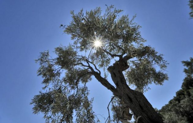 Καλός ο καιρός την Παρασκευή – 19 βαθμοί στην Αθήνα