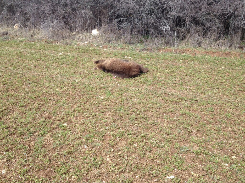 Νεκρή αρκούδα πυροβολημένη με κυνηγετικό όπλο