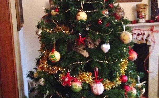 Όταν τα σκυλιά και τα γατιά «συναντούν» το χριστουγεννιάτικο δέντρο (Photos)