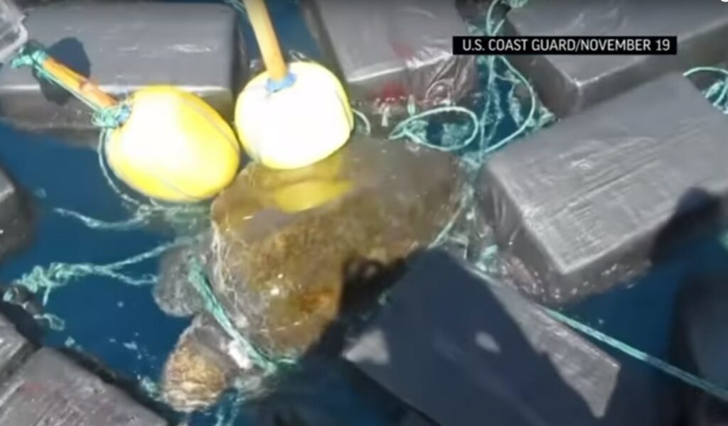Απίστευτο: Έμποροι κοκαΐνης έκαναν «βαποράκι» μια χελώνα – Μετέφερε κόκα 53 εκατομμυρίων δολαρίων (Video)