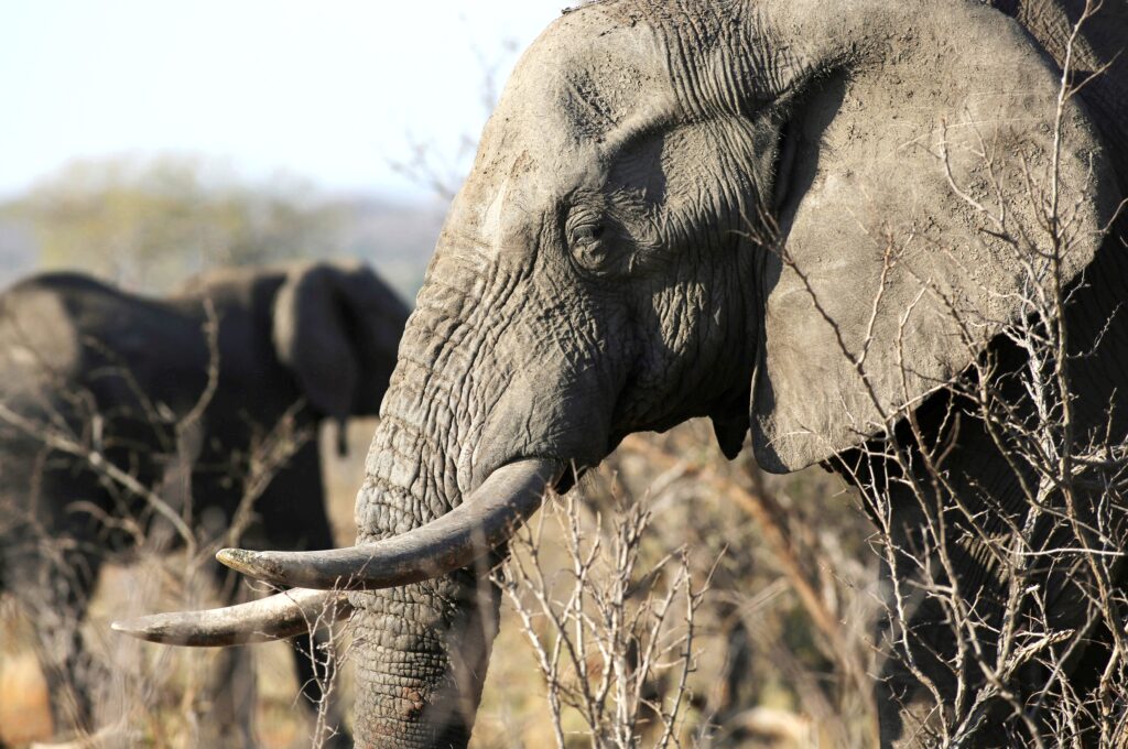 Η Κίνα απαγορεύει το εμπόριο του ελεφαντόδοντου