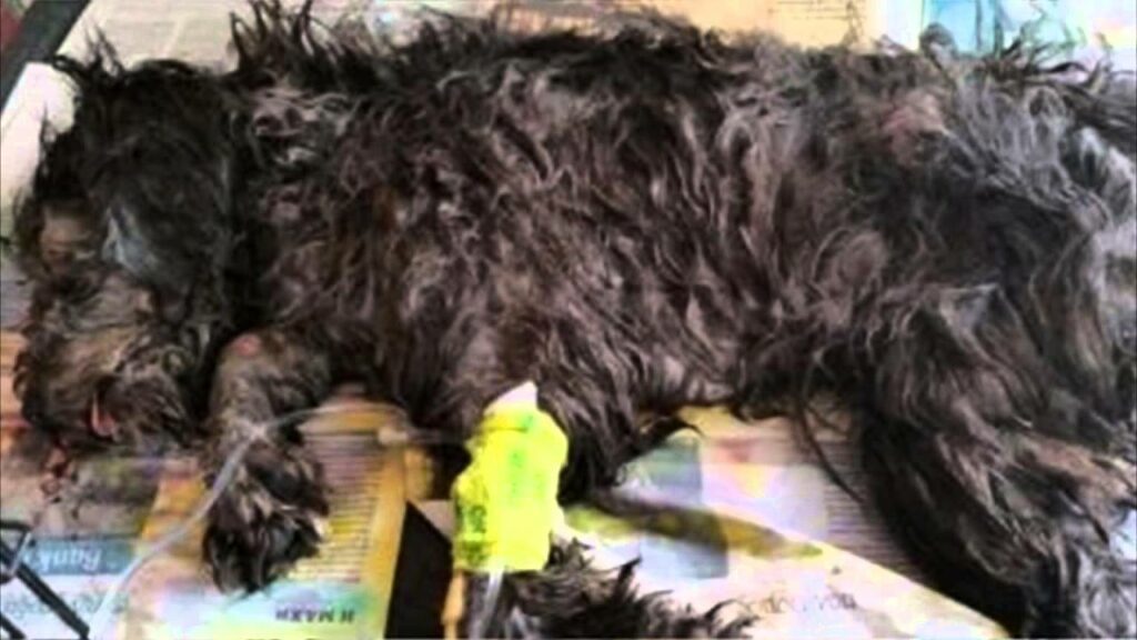 Κύπρος: Καταδίκη για αποτρόπαιη κακομεταχείριση σκύλου – Ανατροπή της πρωτόδικης αθωωτικής απόφασης