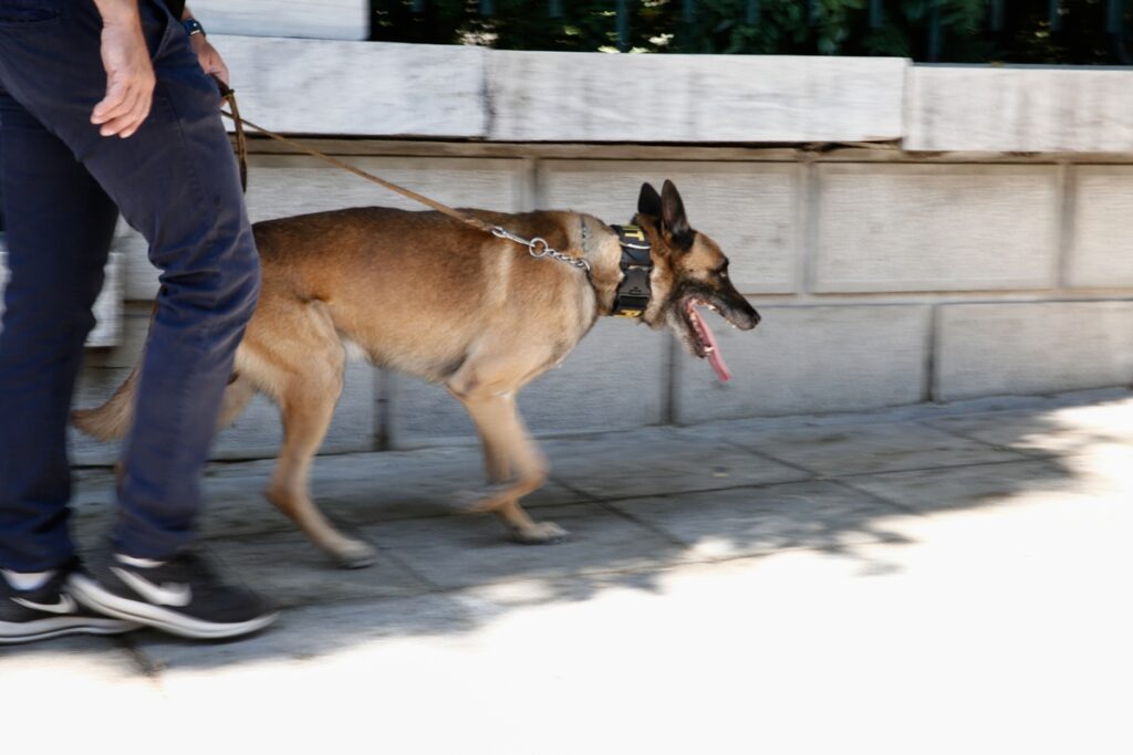 Ο αστυνομικός σκύλος έβγαλε… λαβράκι στην οικία 52χρονου (Photos)