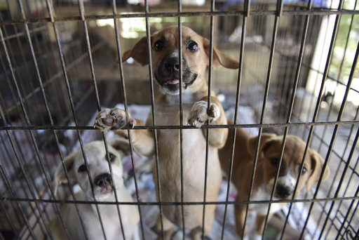Τι αλλάζει στο νόμο για τα κατοικίδια ζώα – Πότε προβλέπονται αυστηρές ποινές
