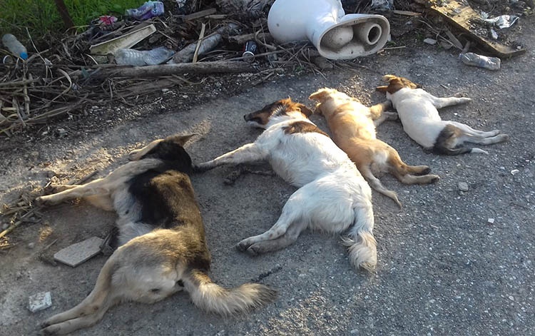 Αθλιότητα: Σκότωσε με φόλα και «έστησε» τα νεκρά σκυλιά στο πλάι του δρόμου στη Ζαχάρω (Photos)