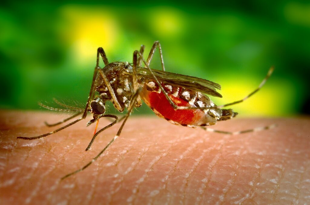 Χτυπήστε αλύπητα τα κουνούπια επάνω σας – Θα το θυμούνται και δεν θα επανέλθουν