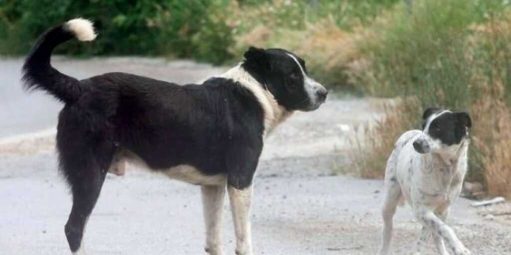 Λαμία: Αδέσποτος σκύλος δάγκωσε στο πρόσωπο επτάχρονο – Νοσηλεύεται εκτός κινδύνου