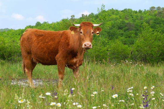 Στο πόδι η Ολλανδία λόγω μίας… αγελάδας